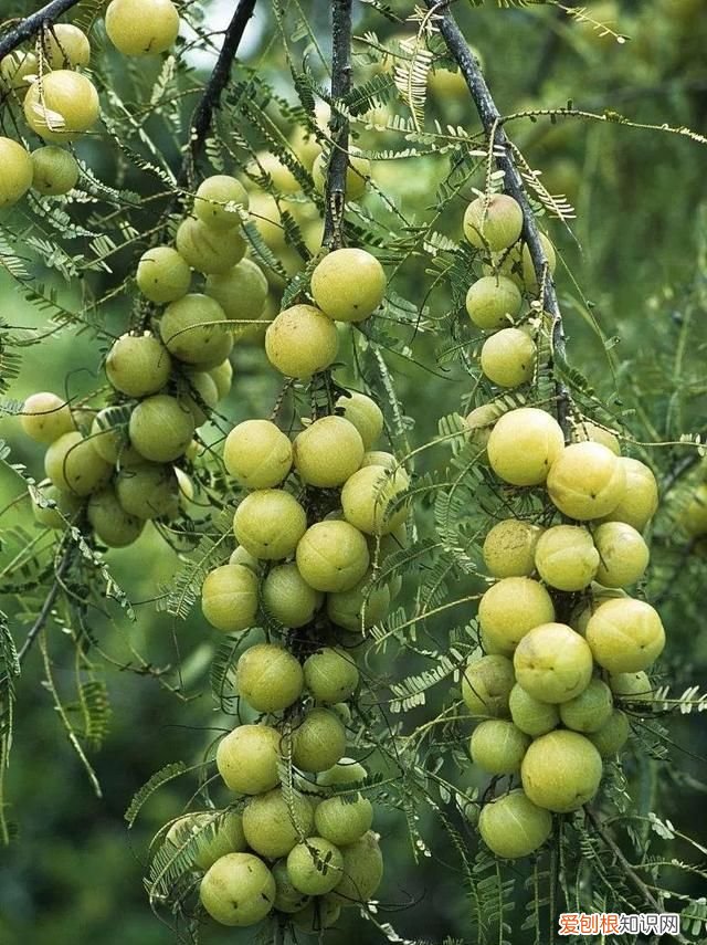 这几种野果,十个武汉人里九个没吃过是什么