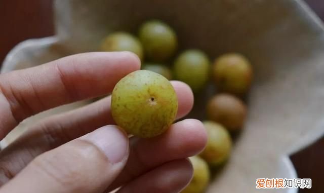 这几种野果,十个武汉人里九个没吃过是什么