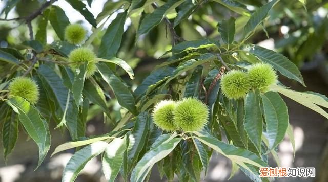 这几种野果,十个武汉人里九个没吃过是什么
