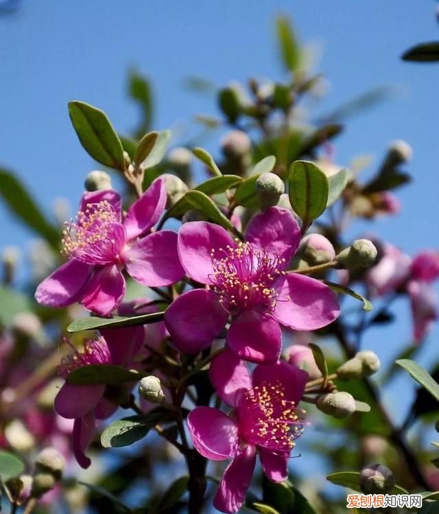 这几种野果,十个武汉人里九个没吃过是什么