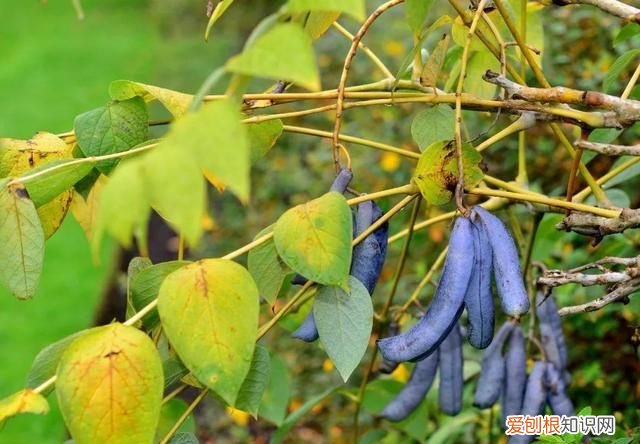 这几种野果,十个武汉人里九个没吃过是什么