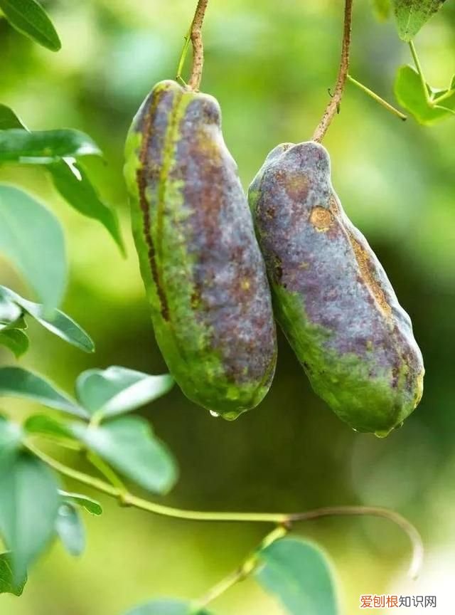 这几种野果,十个武汉人里九个没吃过是什么