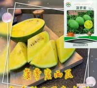 菠萝蜜西瓜的适合种植时间