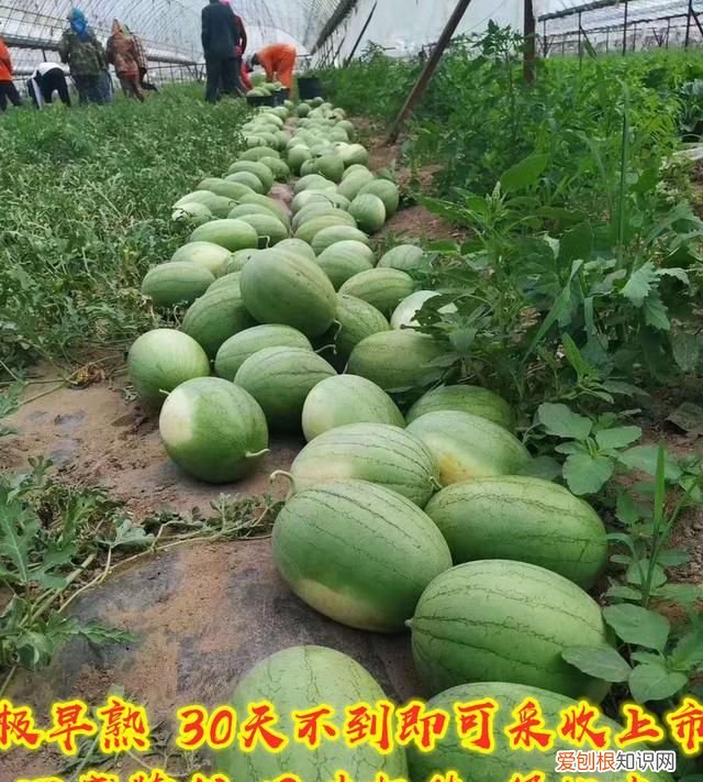 菠萝蜜西瓜的适合种植时间