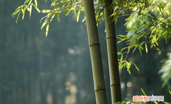 竹子为什么不是树，竹子属于树木还是草木