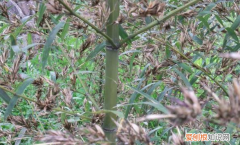 竹子为什么不是树，竹子属于树木还是草木