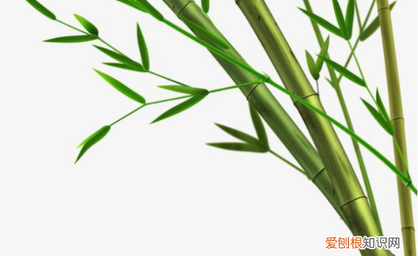 竹子为什么不是树，竹子属于树木还是草木