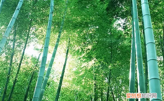 竹子为什么不是树，竹子属于树木还是草木