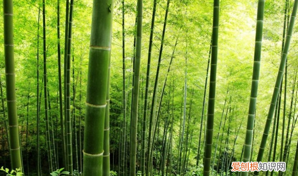 竹子为什么不是树，竹子属于树木还是草木