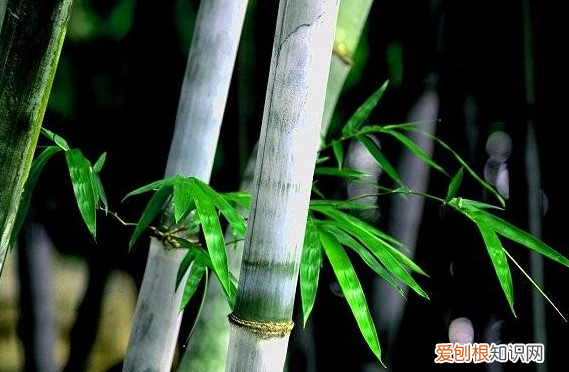 竹子为什么不是树，竹子属于树木还是草木