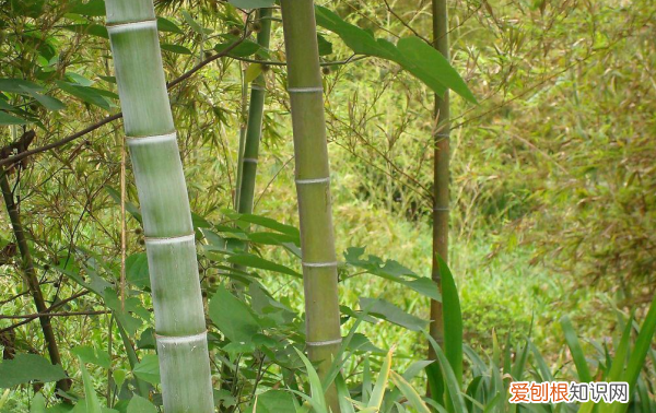 竹子为什么不是树，竹子属于树木还是草木