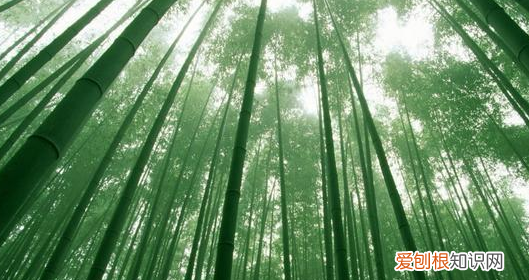 竹子为什么不是树,竹子属于树木还是草木