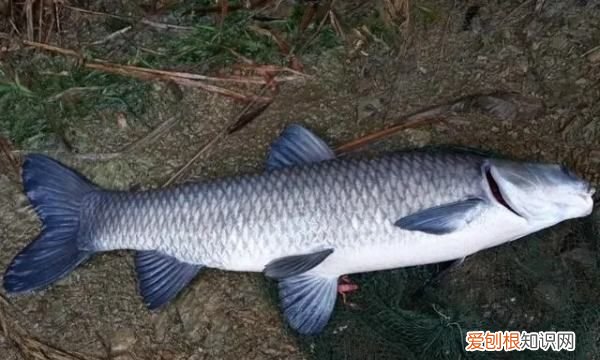 锚鱼技巧教学，锚鱼方法的图解及视频教学