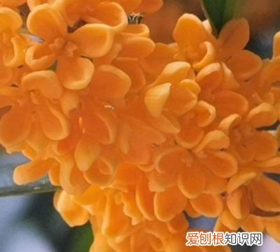 桂花蜜酱需要多少桂花 桂花蜜酱可以用来炖菜吗