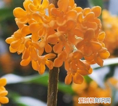 桂花蜜酱需要多少桂花 桂花蜜酱可以用来炖菜吗