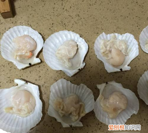 清蒸扇贝粉丝的做法,粉丝扇贝的做法怎样做好吃