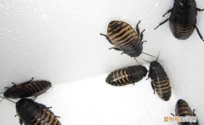 蟑螂怎么防治最有效,蟑螂怎么消灭最彻底最好的方法