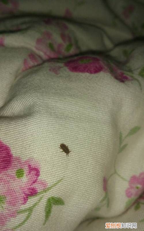 东北五大虫子,潮虫踩死会繁殖吗