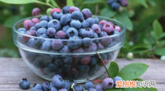 樱桃和蓝莓可以一起吃吗,樱桃与蓝莓可以一起吃吗