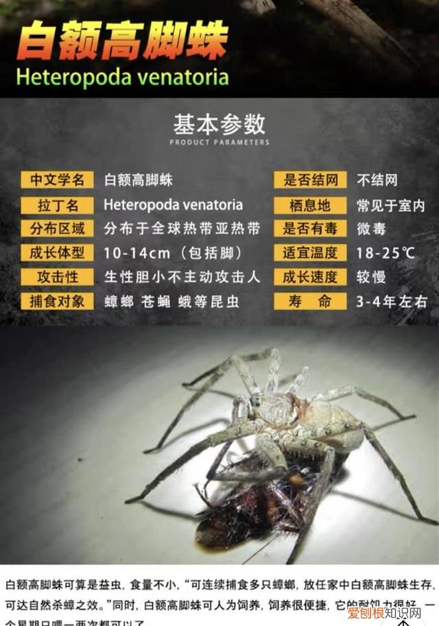 家中常见20种蜘蛛会不会咬人,家中常见的长腿蜘蛛对人有威胁吗