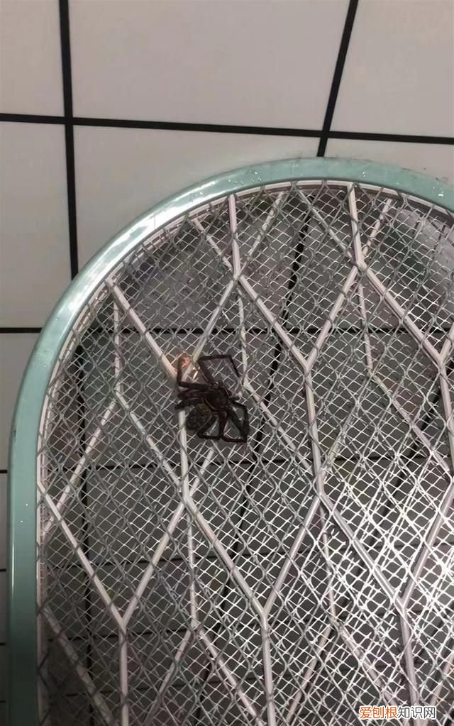 家中常见20种蜘蛛会不会咬人,家中常见的长腿蜘蛛对人有威胁吗