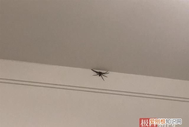 家中常见20种蜘蛛会不会咬人,家中常见的长腿蜘蛛对人有威胁吗