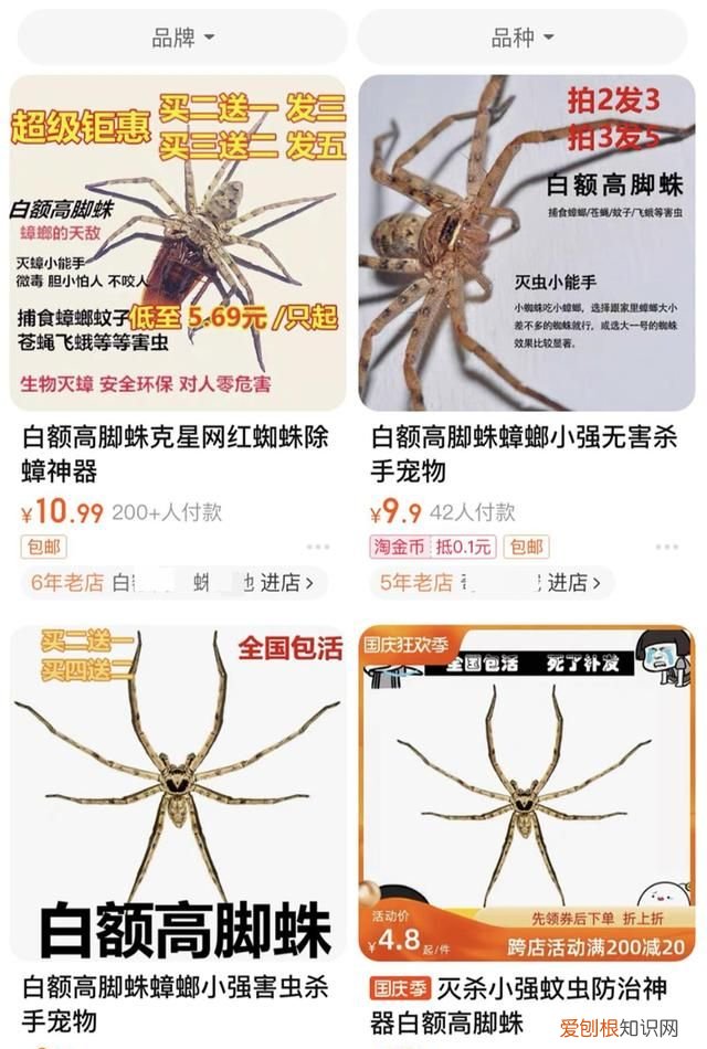 家中常见20种蜘蛛会不会咬人,家中常见的长腿蜘蛛对人有威胁吗