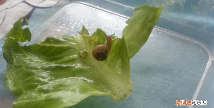 蜗牛怎么清洗最干净