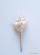 海螺有几种，田螺的品种主要有几种