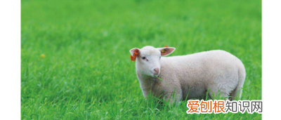 cdr如何删除一部分，cdr怎么把图片中间实心部分去掉