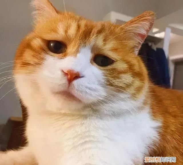 某律师起诉拼多多