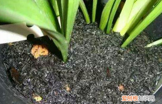 室内种花草蚊虫多怎么办,室内花卉盆栽防蚊