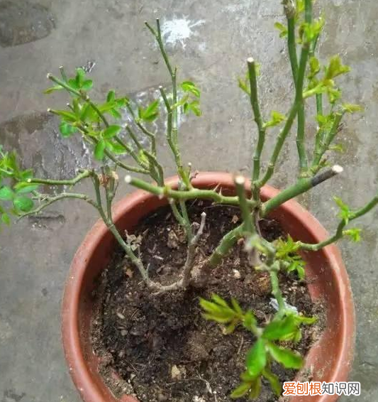 室内种花草蚊虫多怎么办,室内花卉盆栽防蚊