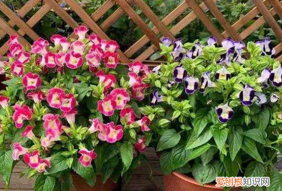 室内种花草蚊虫多怎么办,室内花卉盆栽防蚊
