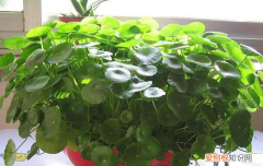 室内种花草蚊虫多怎么办,室内花卉盆栽防蚊