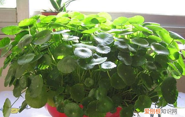 室内种花草蚊虫多怎么办,室内花卉盆栽防蚊
