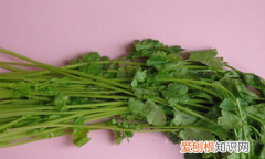 怎样炒香菜好吃窍门，简易腌香菜的做法大全