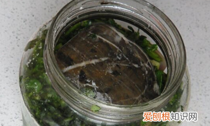 怎样炒香菜好吃窍门，简易腌香菜的做法大全