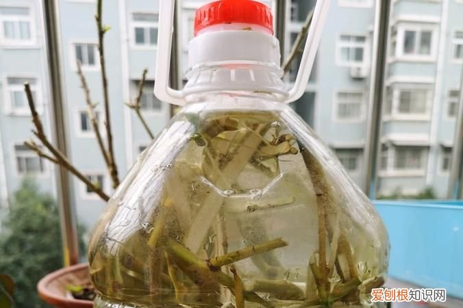 柳树枝泡久了还能用，柳树枝泡水要泡多久才能用啊