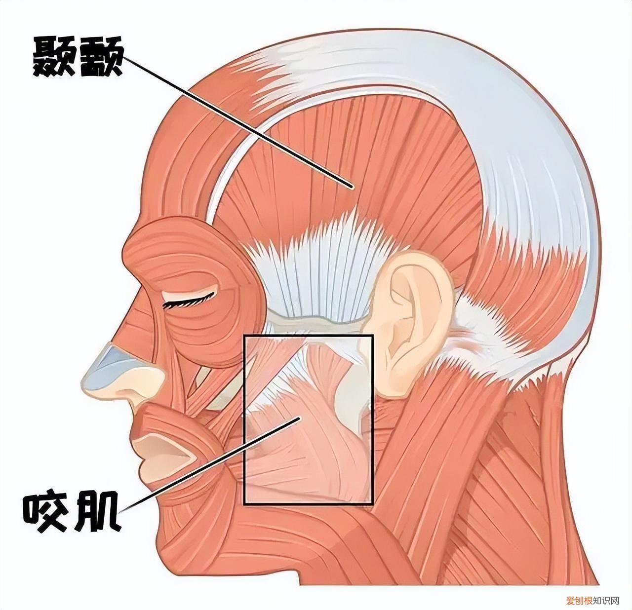 小v脸是怎样整出来的