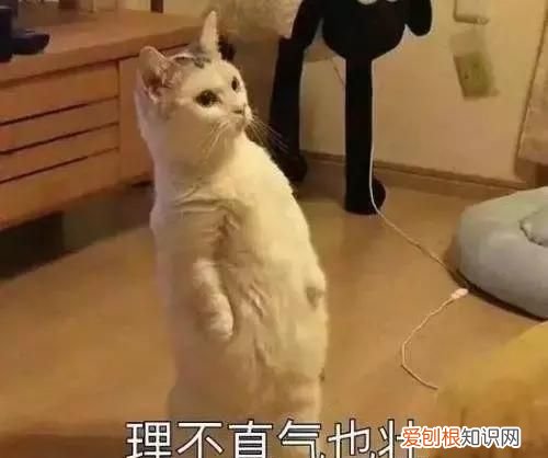 官宣的最高操作 类似官宣的词还有哪些