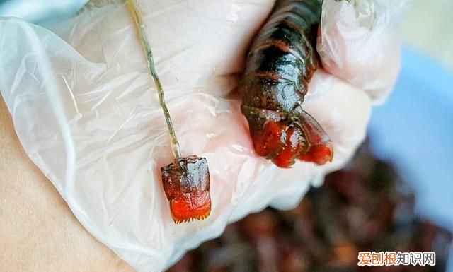 小龙虾的屎是什么颜色 小龙虾头上的黄是虾黄还是屎