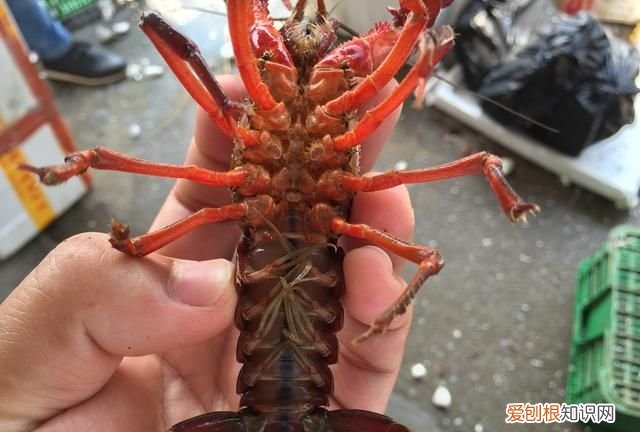 小龙虾的屎是什么颜色 小龙虾头上的黄是虾黄还是屎