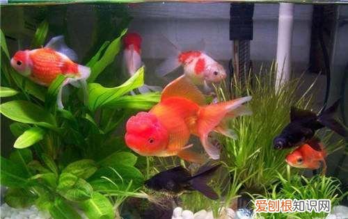莫斯发黄怎么解决，莫斯草发黄是什么原因