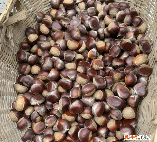板栗冷冻要煮熟还是生冻