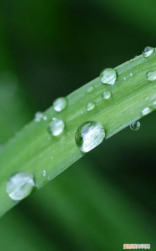 最美各种花卉手机屏幕壁纸 适合用来做手机锁屏的壁纸