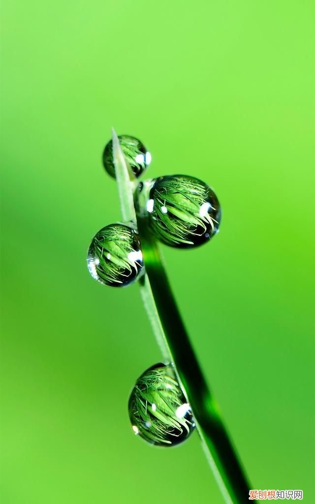 最美各种花卉手机屏幕壁纸 适合用来做手机锁屏的壁纸