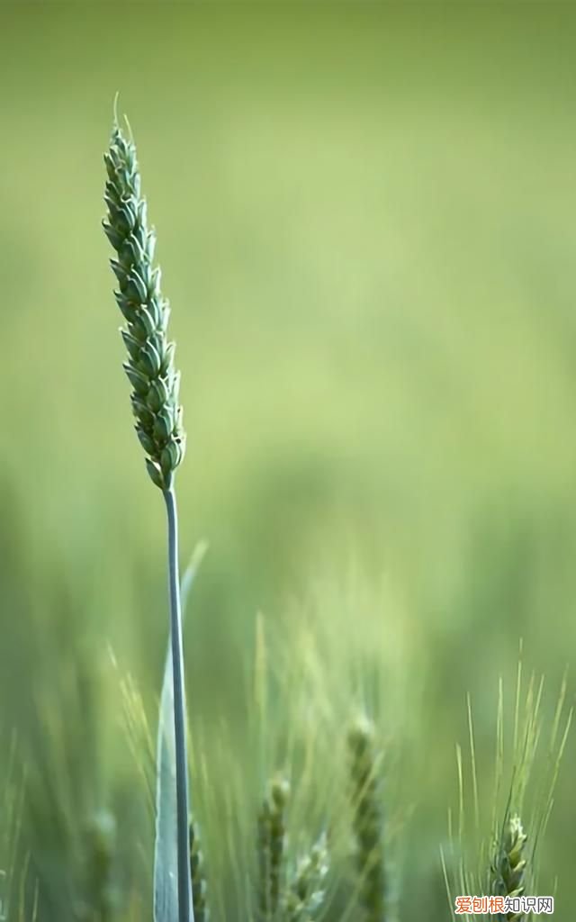 最美各种花卉手机屏幕壁纸 适合用来做手机锁屏的壁纸