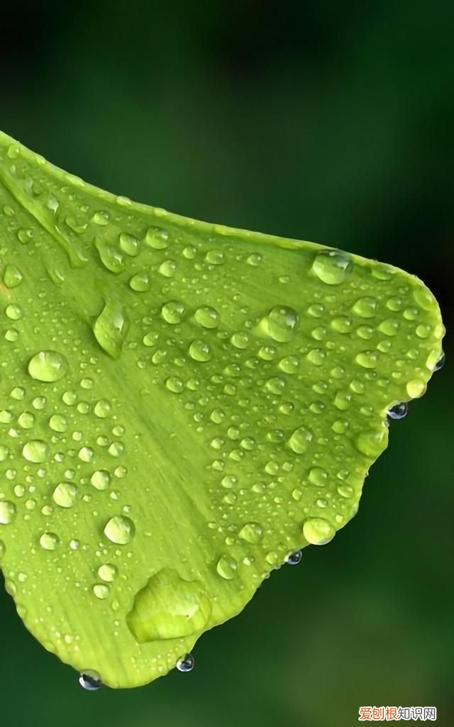 最美各种花卉手机屏幕壁纸 适合用来做手机锁屏的壁纸