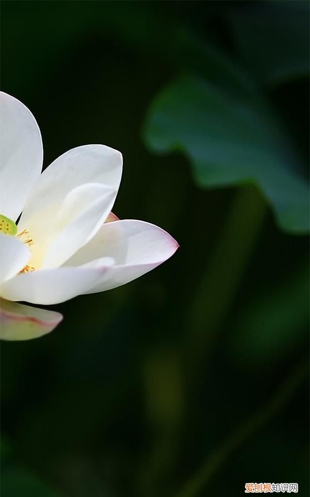 最美各种花卉手机屏幕壁纸 适合用来做手机锁屏的壁纸